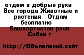 отдам в добрые руки - Все города Животные и растения » Отдам бесплатно   . Башкортостан респ.,Сибай г.